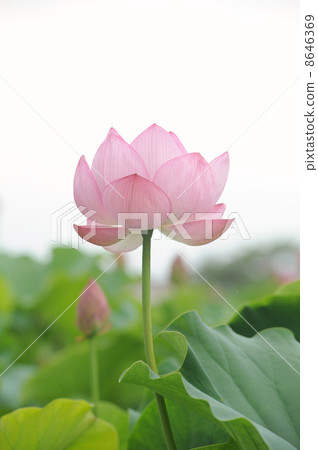 蓮花 8646369