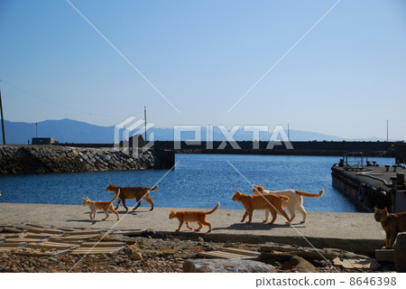 Cat's March Cat's March 8646398