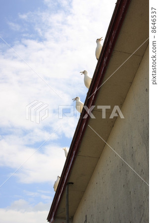 Seagull Brothers 8646537