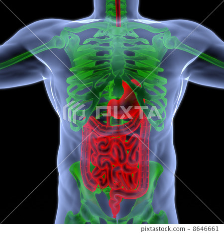 intestine intestine 8646661