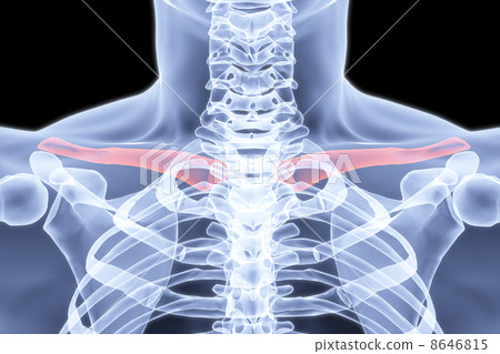 clavicle 8646815