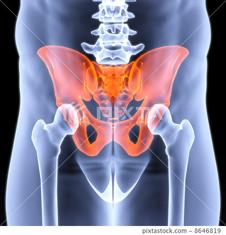 pelvis 8646819
