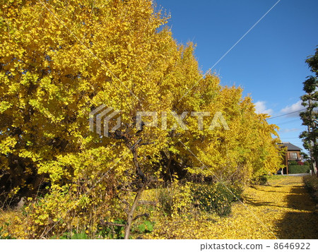 大綠藻鎮的銀杏 8646922