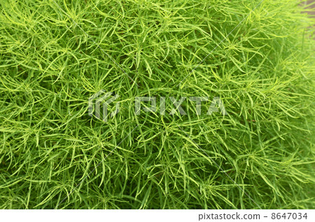 Hawkigi (broom tree) 8647034