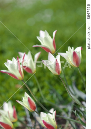 Tulip 8647616