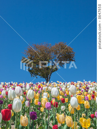 鬱金香和心樹 鬱金香和心樹 8647658