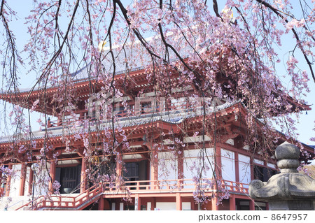 Buddhist cherry-blooming Shiba Zojyoji Buddhist cherry-blooming Shiba Zojyoji 8647957