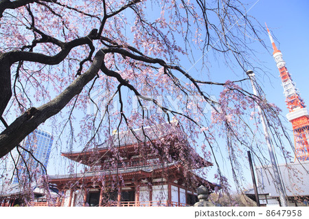 Buddhist cherry blossom Shiba Zojoji and Tokyo Tower 8647958