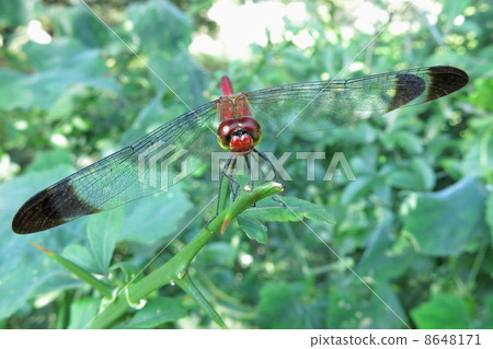 紅蜻蜓 8648171