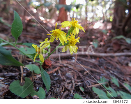黃花 黃花 8648172