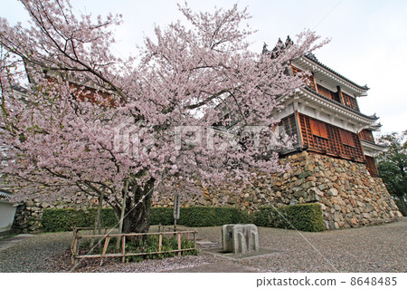 Fukuchiyama castle Tenshi and cherry blossoms 8648485