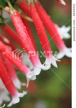 Tokyo Metropolitan Yume no Island Tropical Botanical Gallery Tokyo Metropolitan Yume no Island Tropical Botanical Gallery 8648491