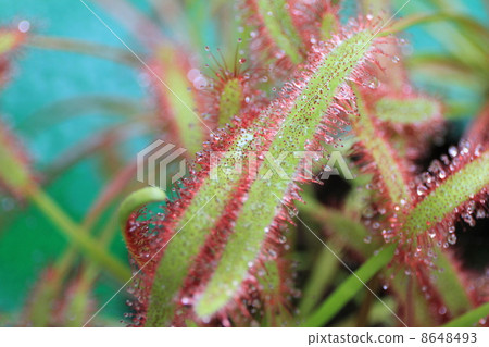 東京都Yume no Island熱帶植物館 8648493