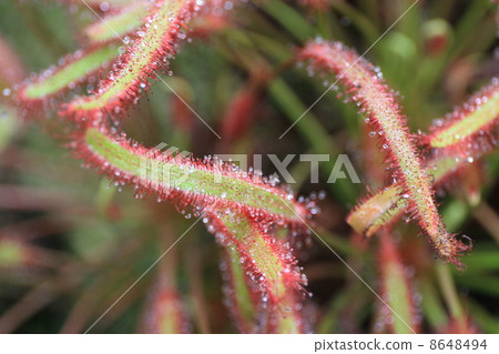 東京都Yume no Island熱帶植物館 8648494