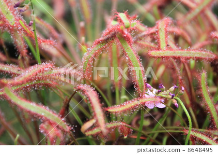 東京都Yume no Island熱帶植物館 8648495