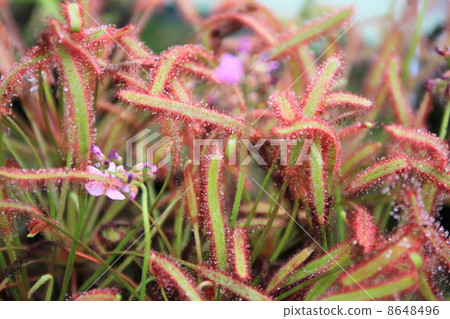 東京都Yume no Island熱帶植物館 8648496