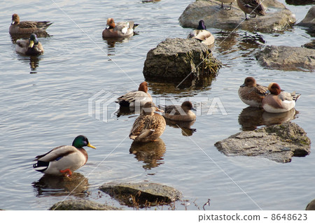 Wigeon and Mallard Wigeon and Mallard 8648623