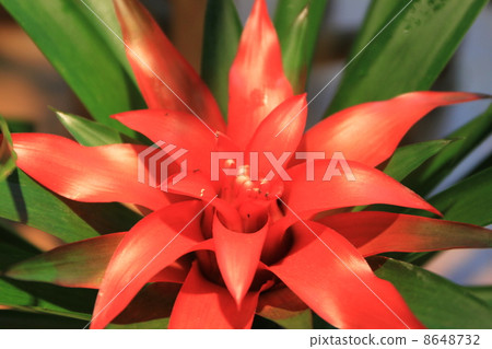 "Guzmania" at the Tokyo Metropolitan Yumenoshima Tropical Botanical Garden 8648732