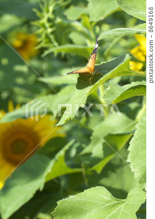 Zuma giuna Zuma giuna 8649168