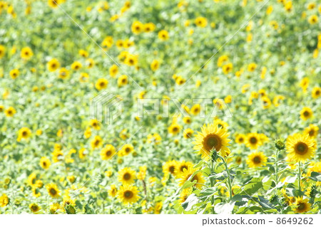 Sunflower field 8649262