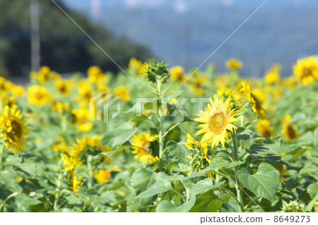Sunflower field Sunflower field 8649273