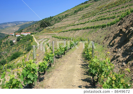 view on vineyards in Douro view on vineyards in Douro 8649672