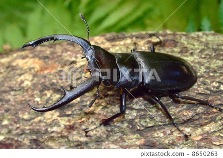 在森林樹的Mandiblarius Futamata雄鹿甲蟲 8650263