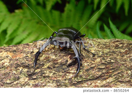 在森林樹的Mandiblarius Futamata雄鹿甲蟲 在森林樹的Mandiblarius Futamata雄鹿甲蟲 8650264