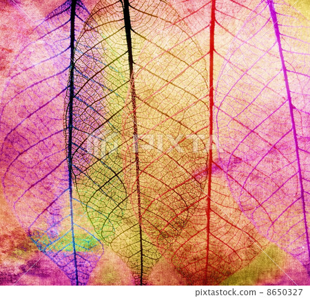 Colorful Skeleton Leaves,Close Up 8650327