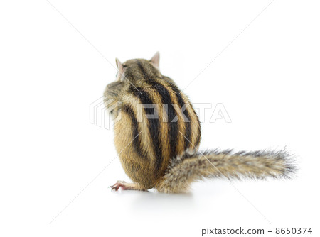 The back of Chipmunk 8650374