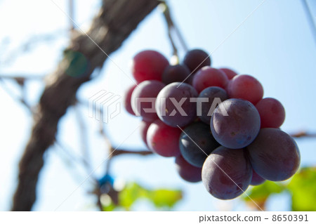 Grape Grape 8650391