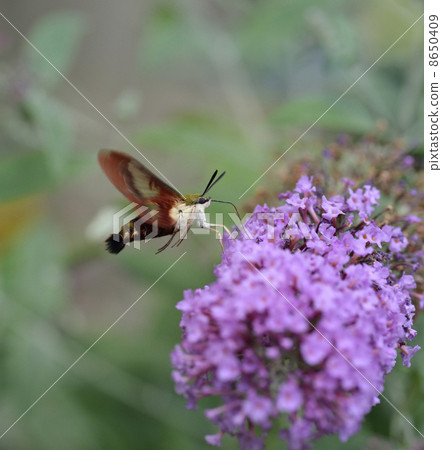 Hummingbird Moth 8650409