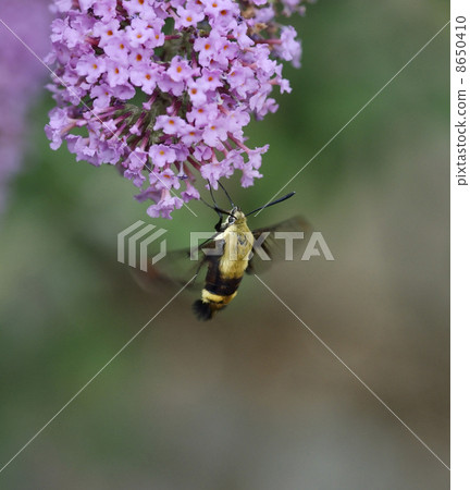 Hummingbird Moth Hummingbird Moth 8650410