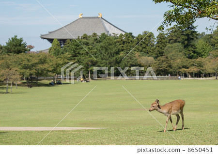 奈良公園的鹿和佛像 奈良公園的鹿和佛像 8650451