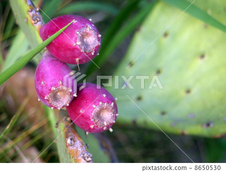 Petit cactus fruit Petit cactus fruit 8650530