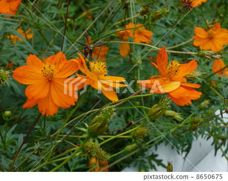 大金雞菊 8650675