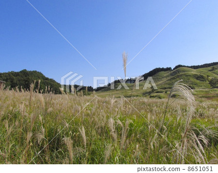 Susuki of Akine Peak Plateau 8651051