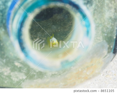 Nakamoto Irowake goby Nakamoto Irowake goby 8651105