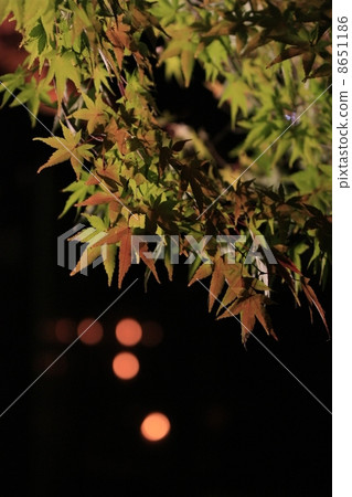 Autumn leaves lit up 8651186