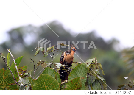 麝雉 麝雉 8651297