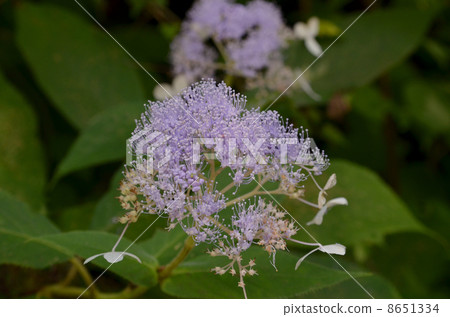 繡球花 8651334