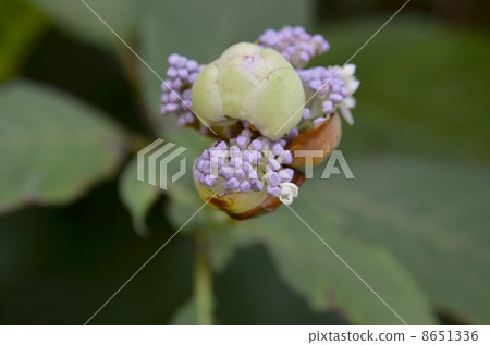 繡球花繡球花的誕生 繡球花繡球花的誕生 8651336