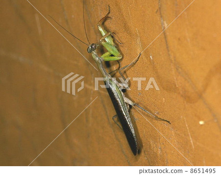 Bullfish Mantis 8651495