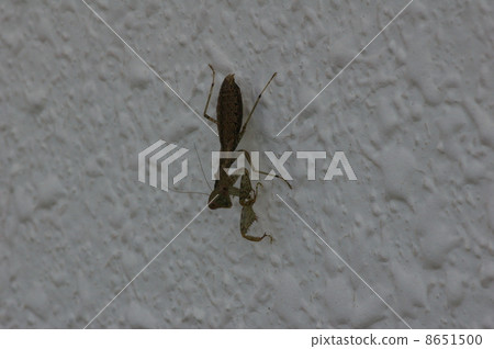 Hinakamakiri 8651500