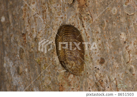 白尾螳螂 8651503