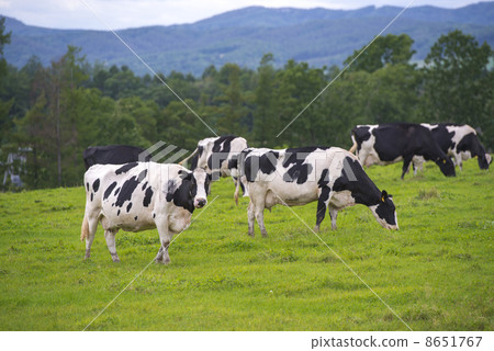 Cow  8651767