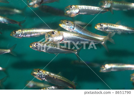 鳀魚 8651790