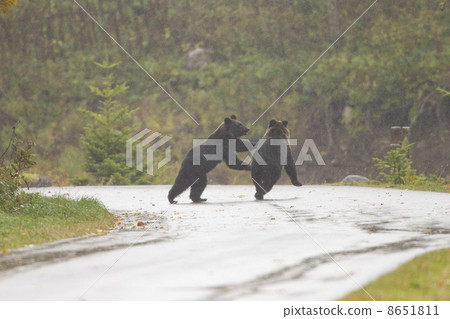 Brown bear 8651811