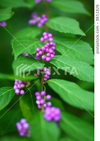 樹Komurasaki果子果子 8651826