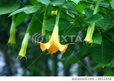 Orange Angel Trumpet 8651848
